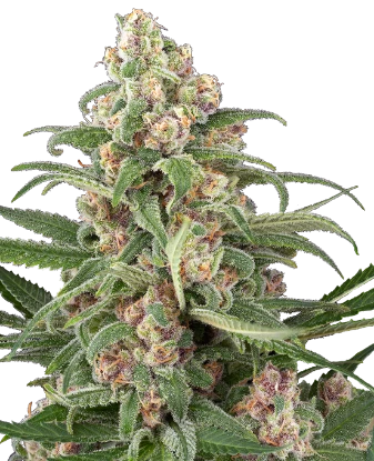 Cassis Automatic Seeds