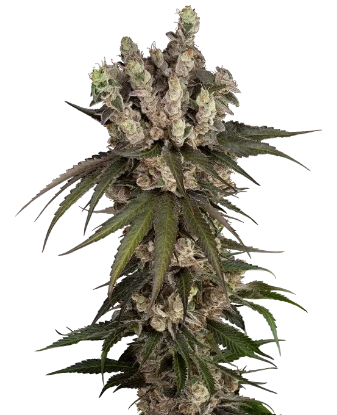 Gelauto Kush Automatic Seeds