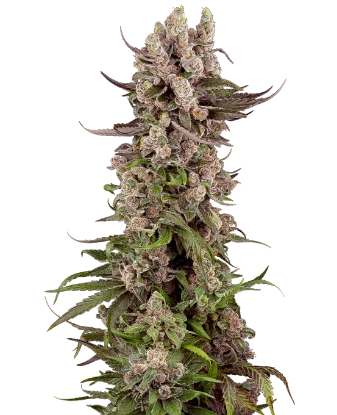 Tropical Butter Sauce Automatic Seeds