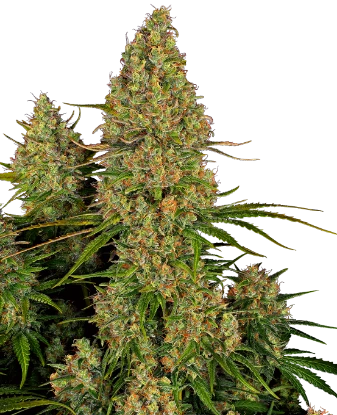 Sticky Orange XXL Automatic Seeds