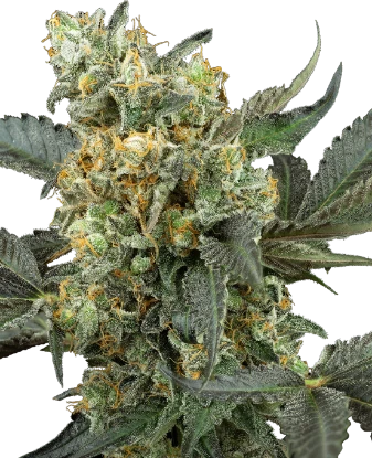 Mimosa Sunrise XXL Automatic Seeds