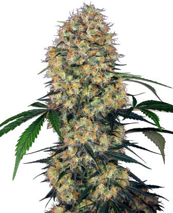 Sensi Amnesia XXL Automatic Seeds