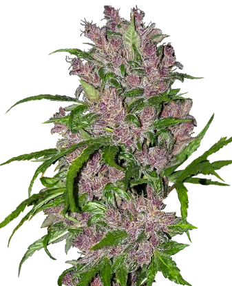 Purple Bud Automatic Seeds by White Label