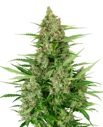 Double Kush Cake Automatic Seeds