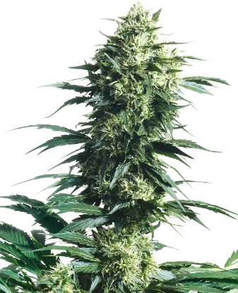 Mother's Finest