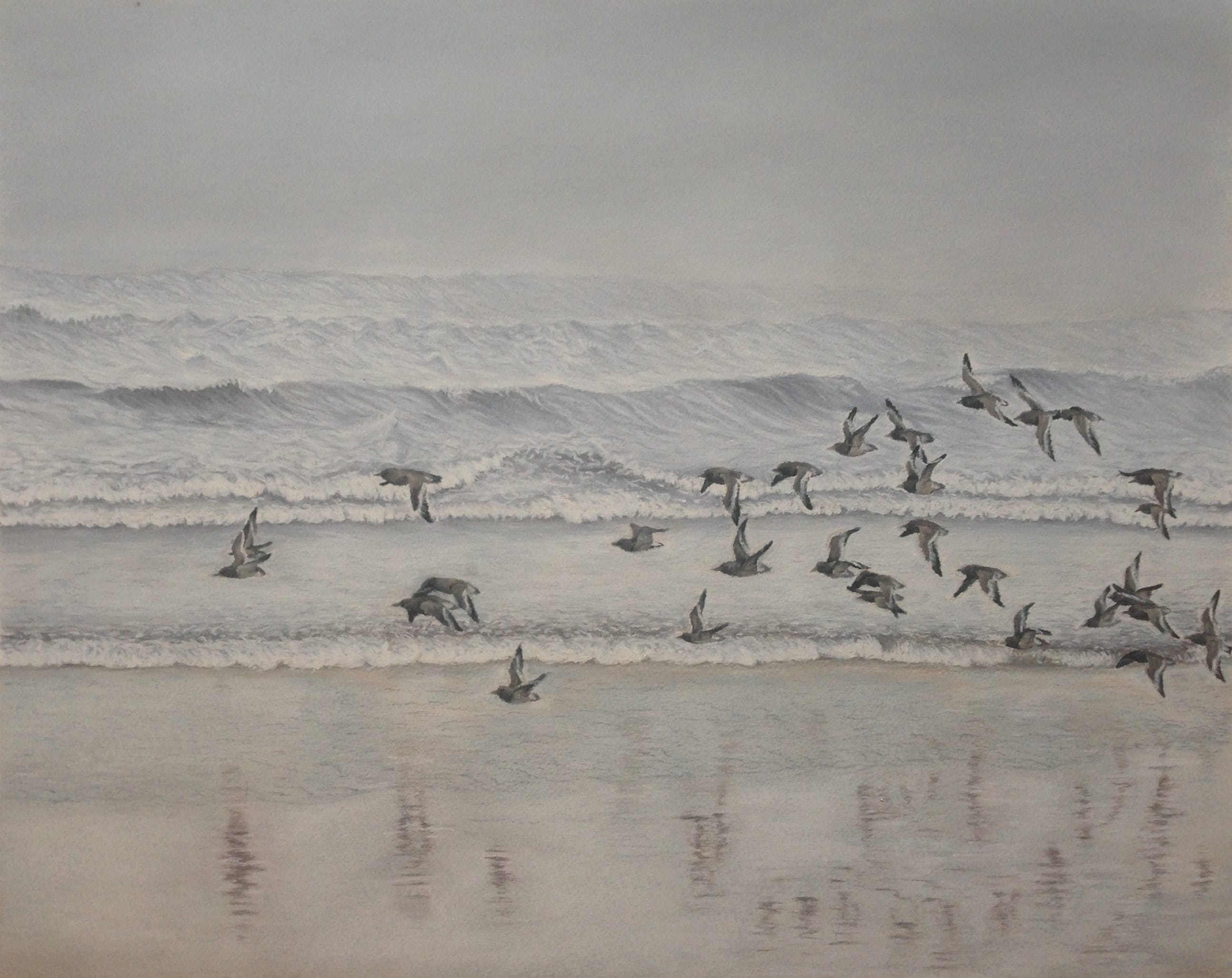 Surfbirds
