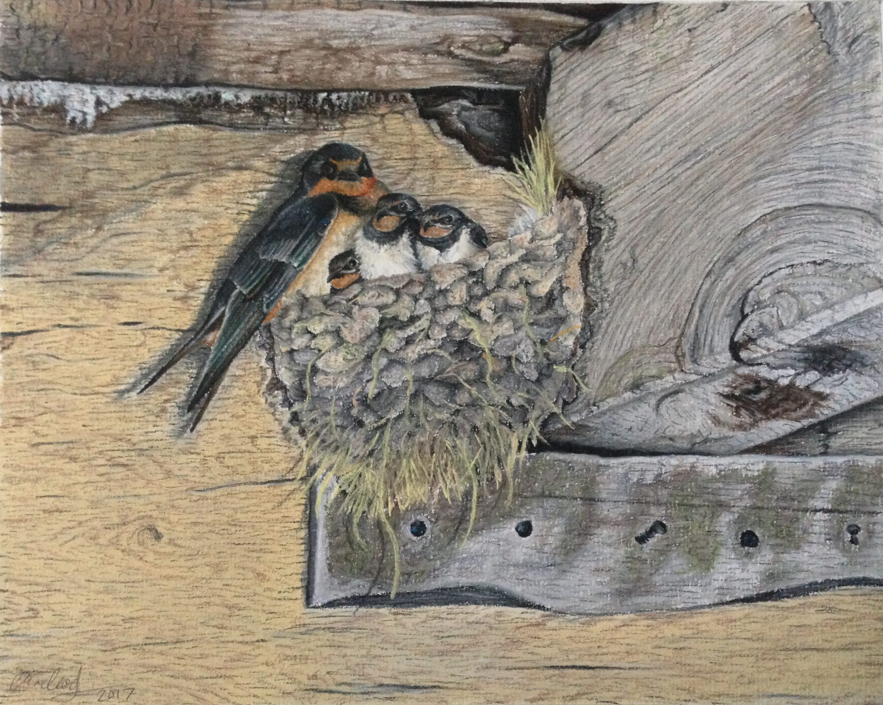 Barn Swallow Family