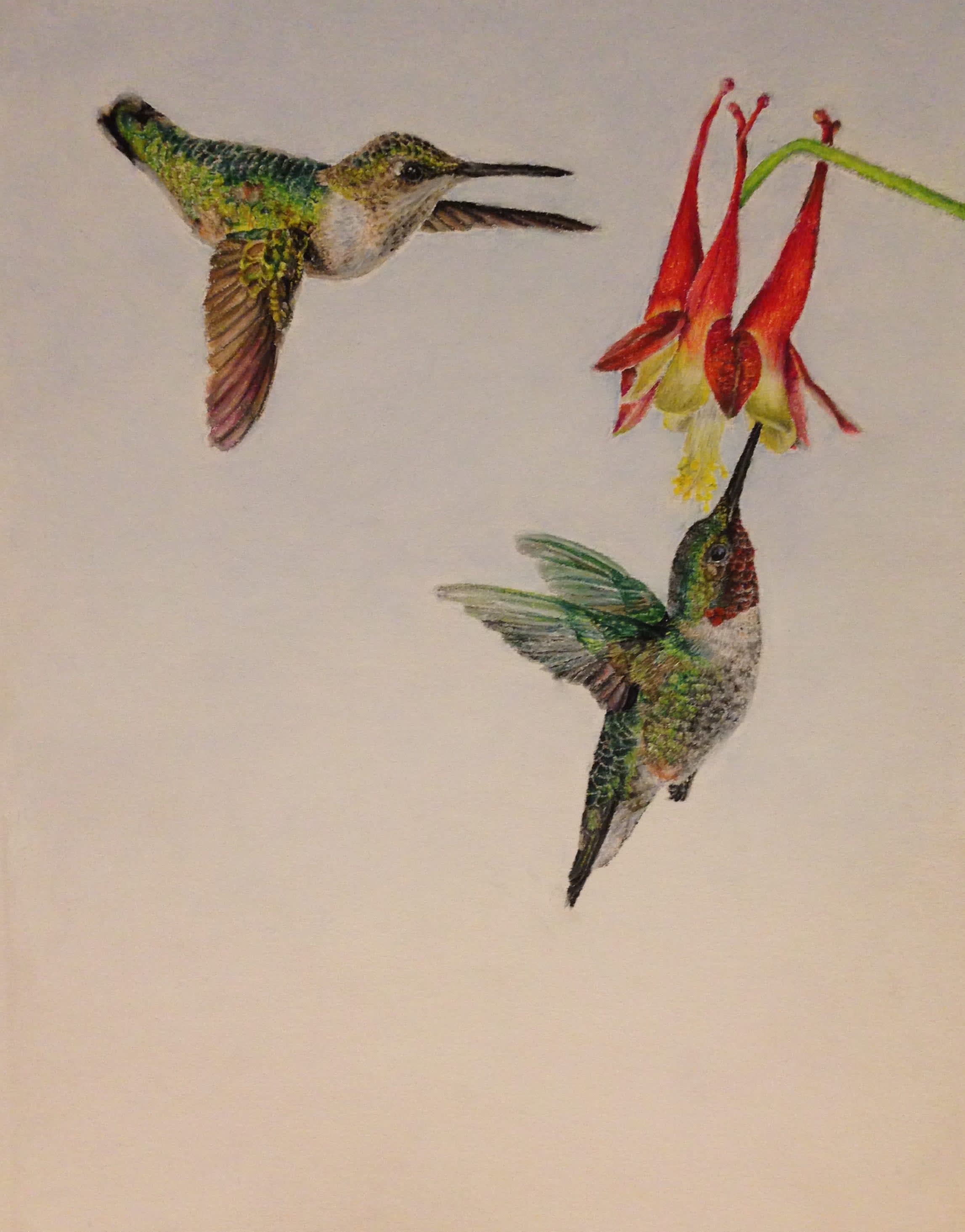 Ruby-Throated Hummingbird Pair