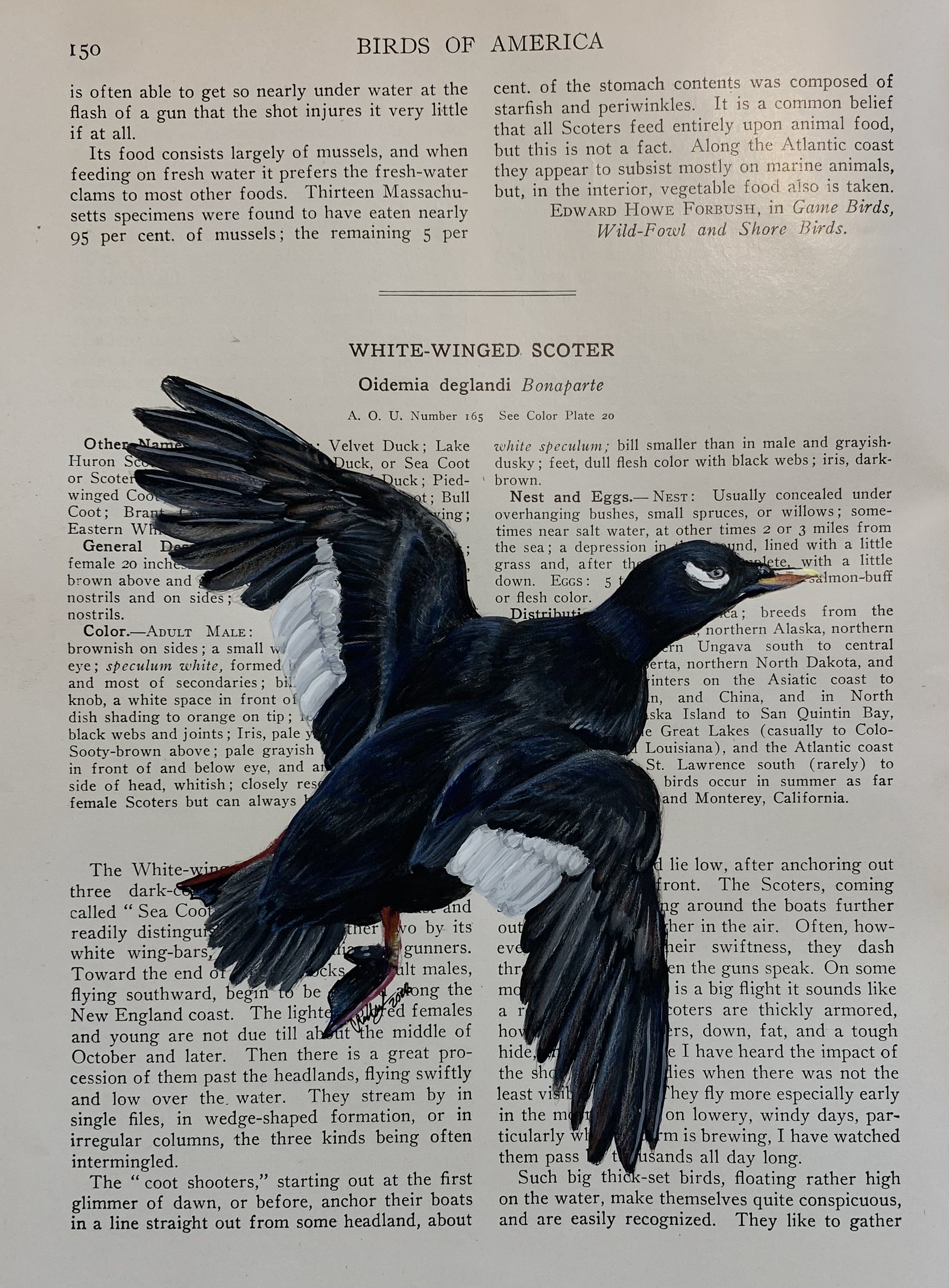 White-Winged Scoter on Vintage Encyclopedia Page