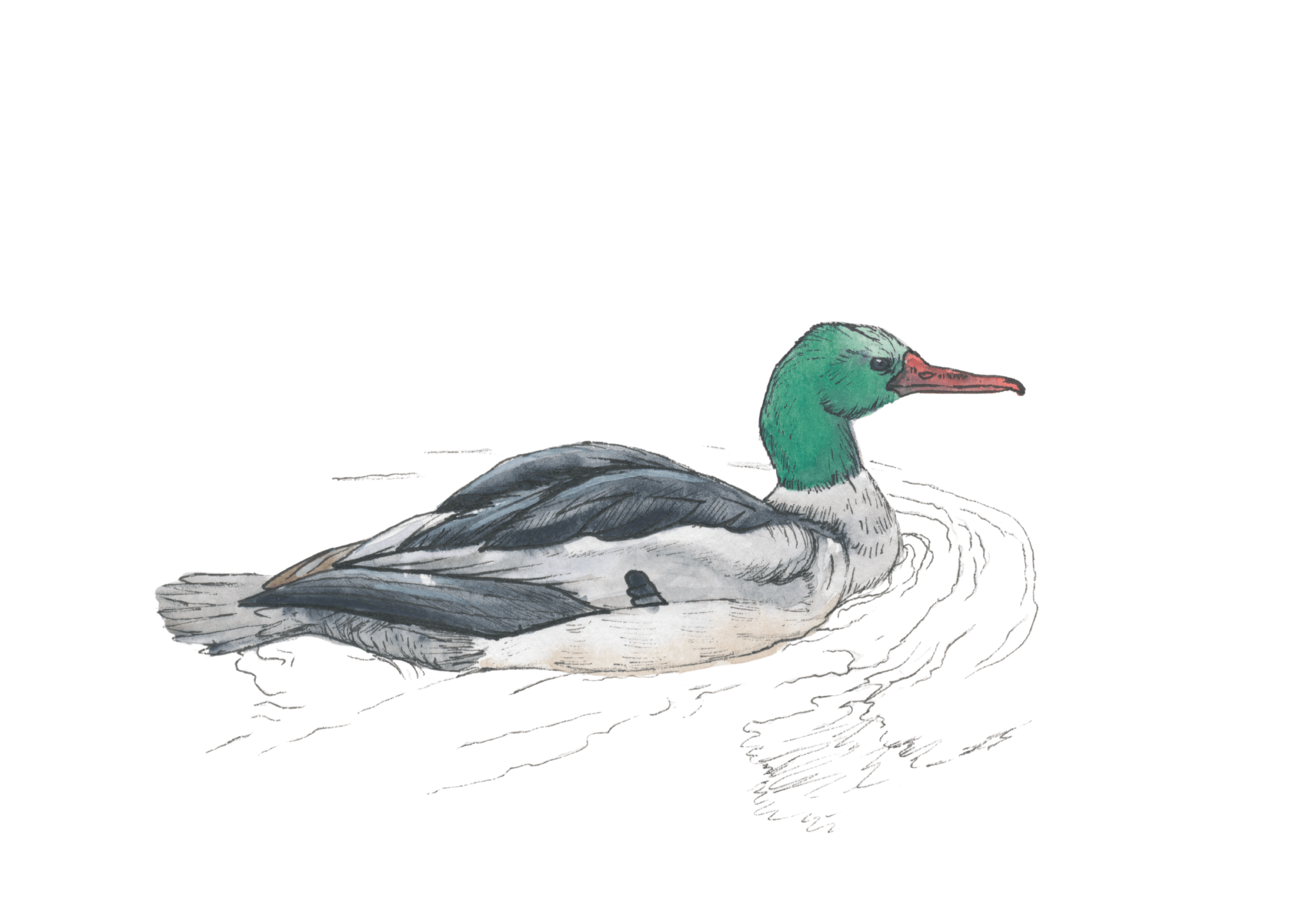 Common Merganser