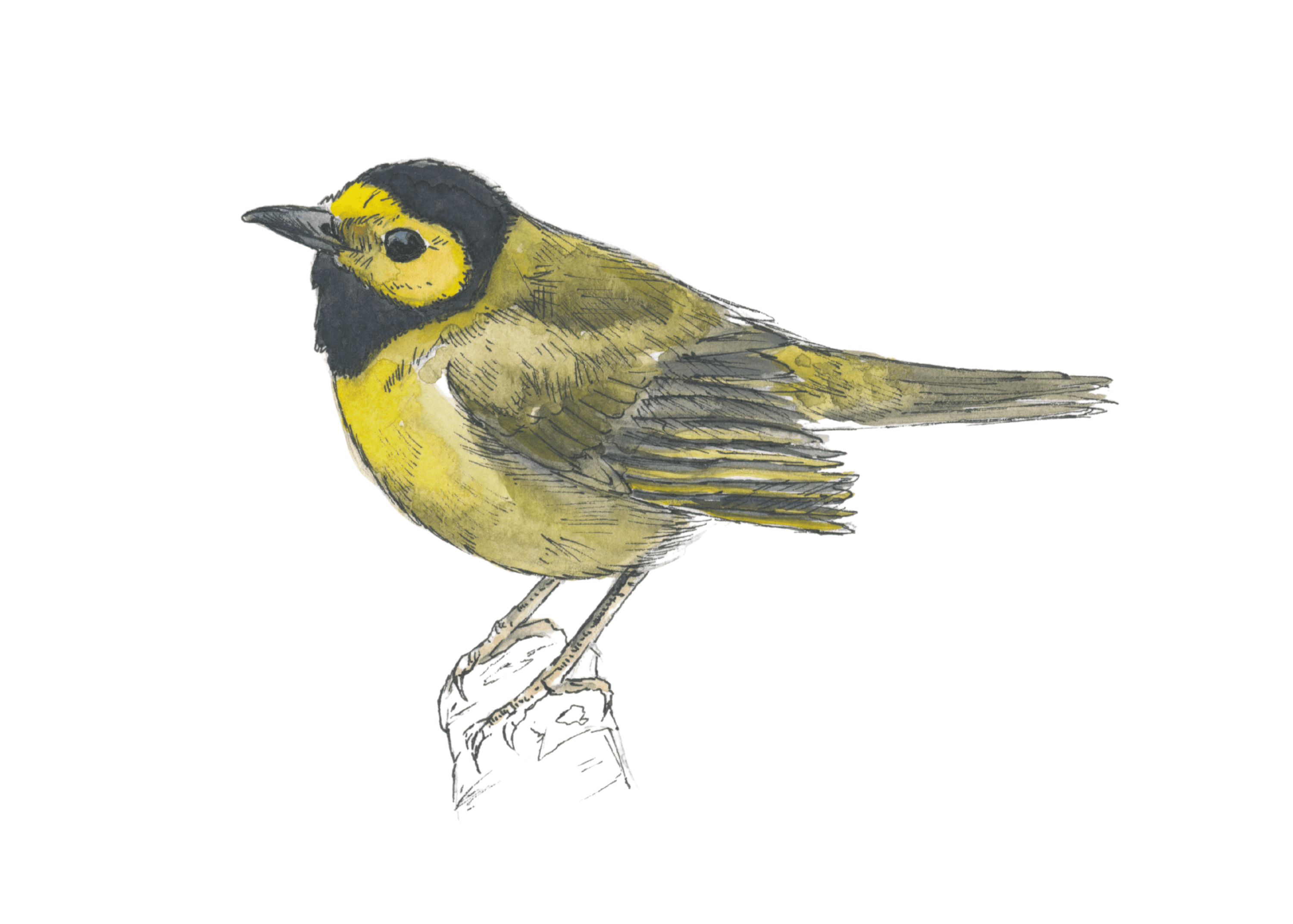 Hooded Warbler