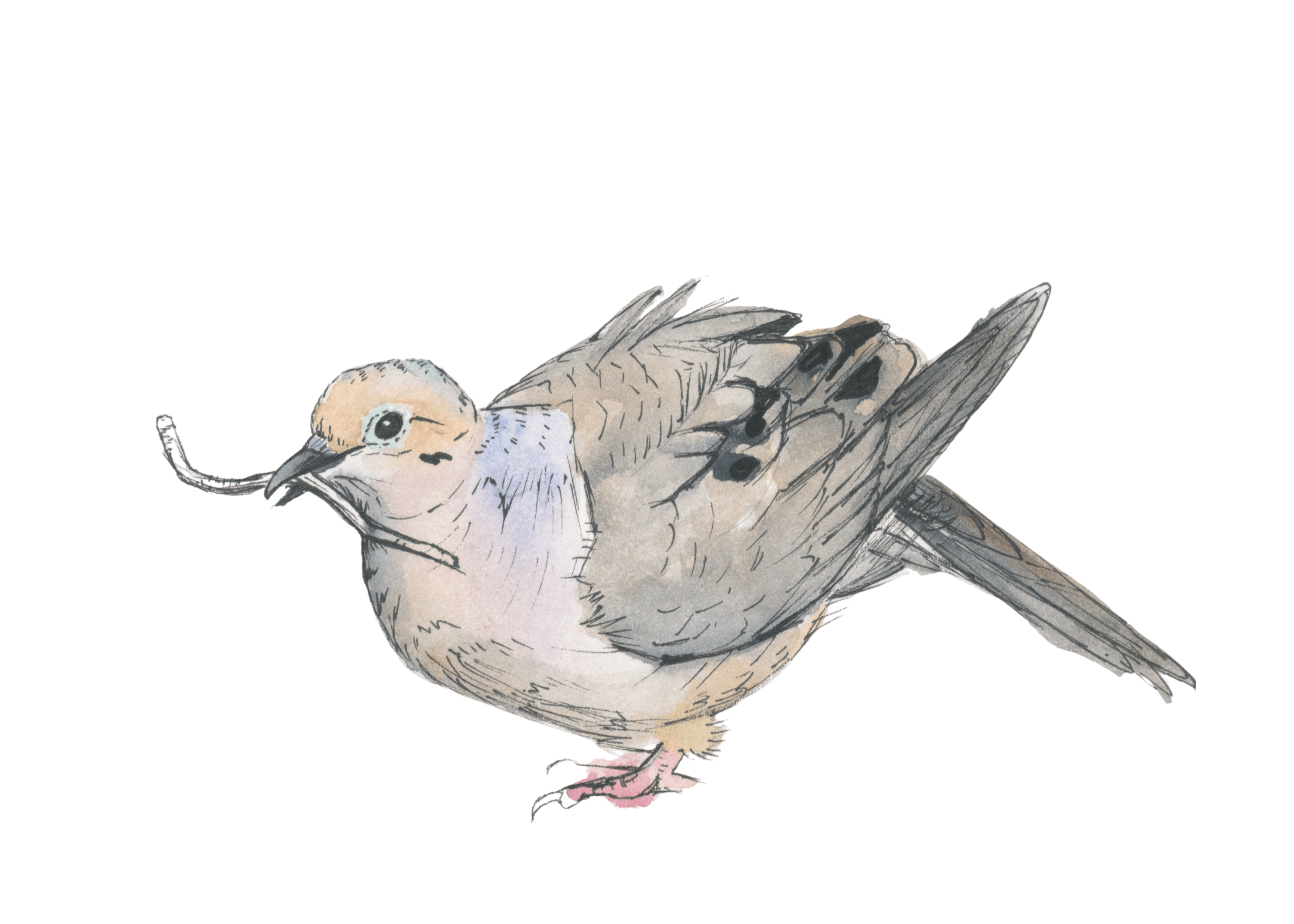 Mourning Dove