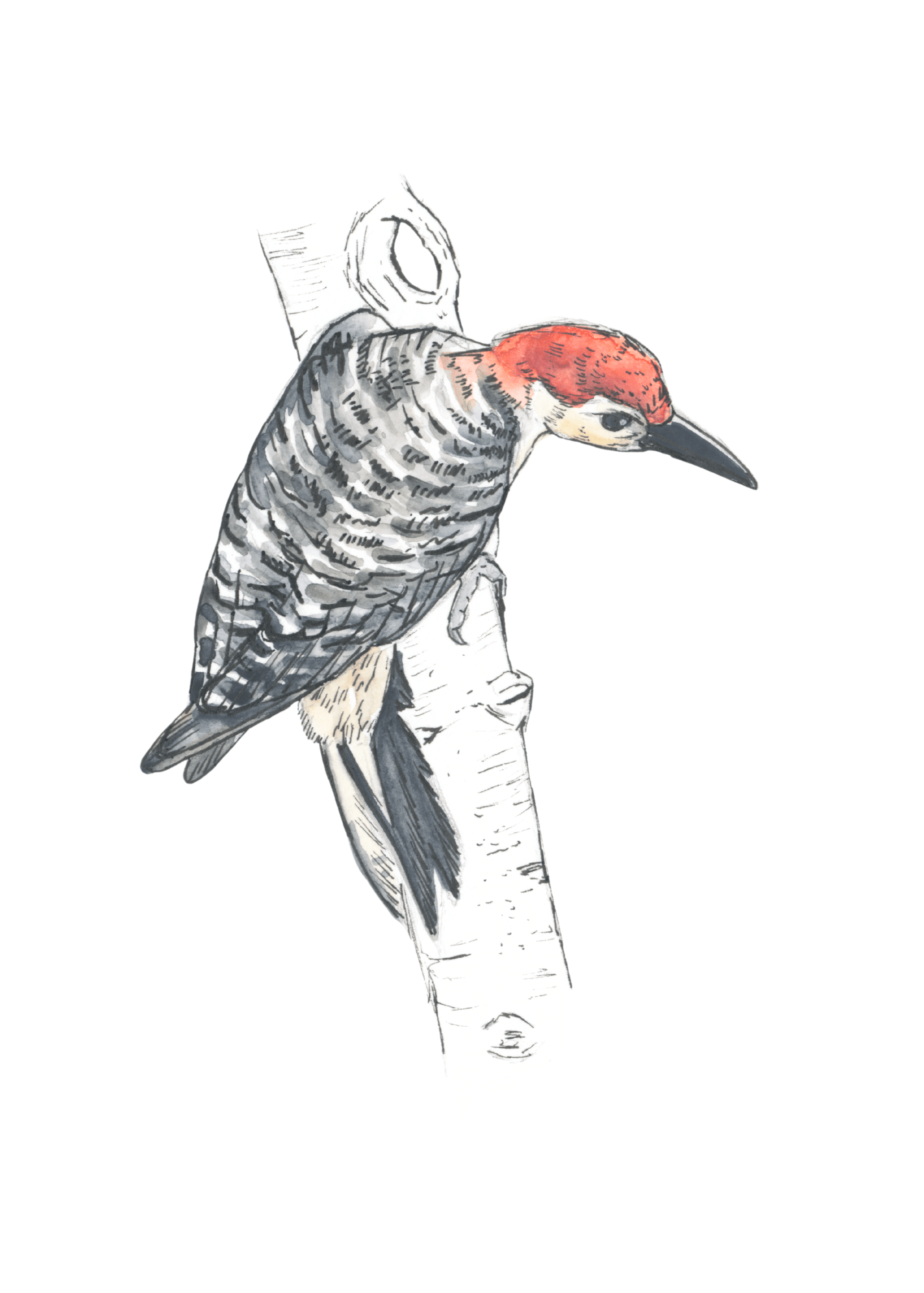 Red Bellied Woodpecker