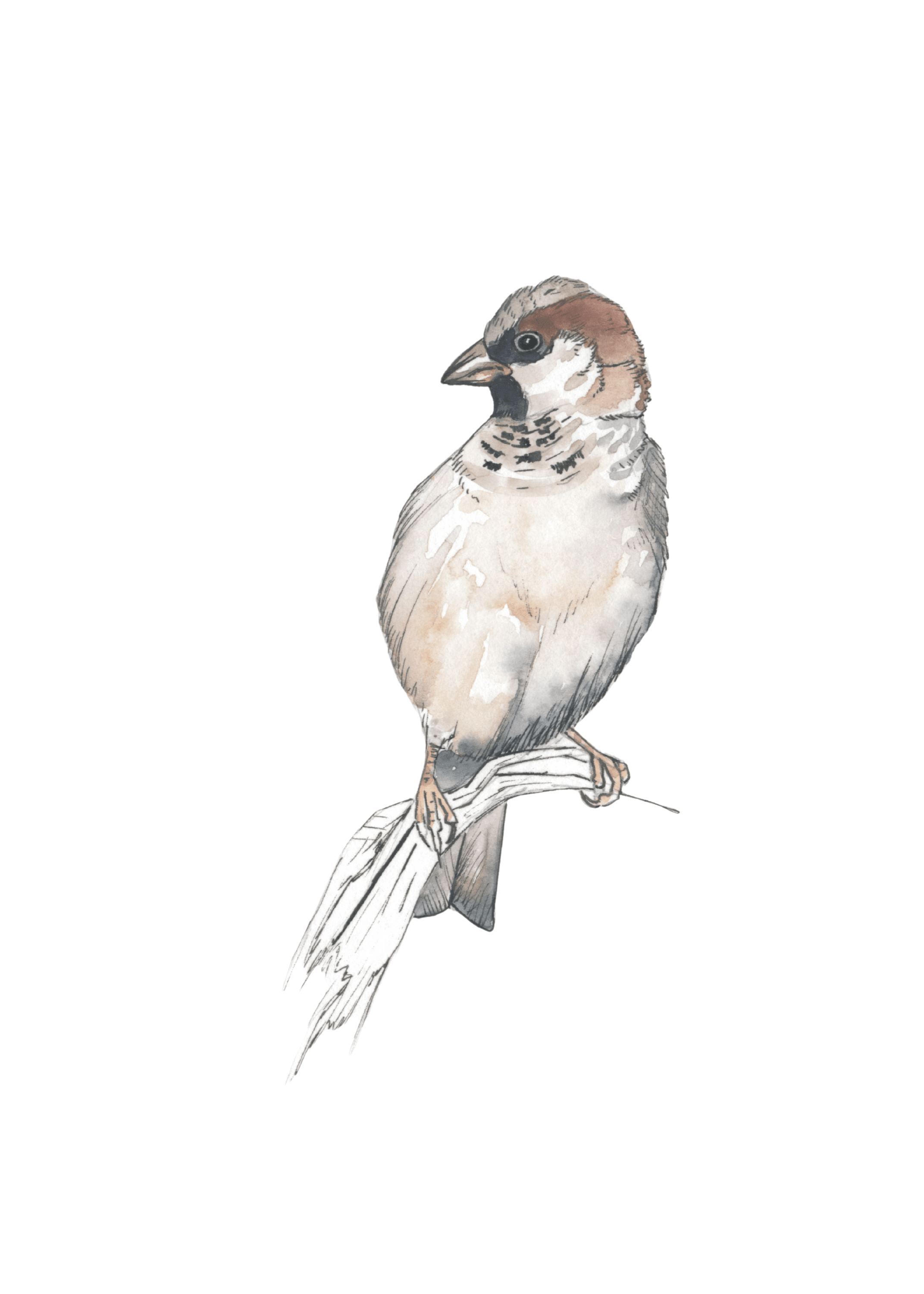 House Sparrow