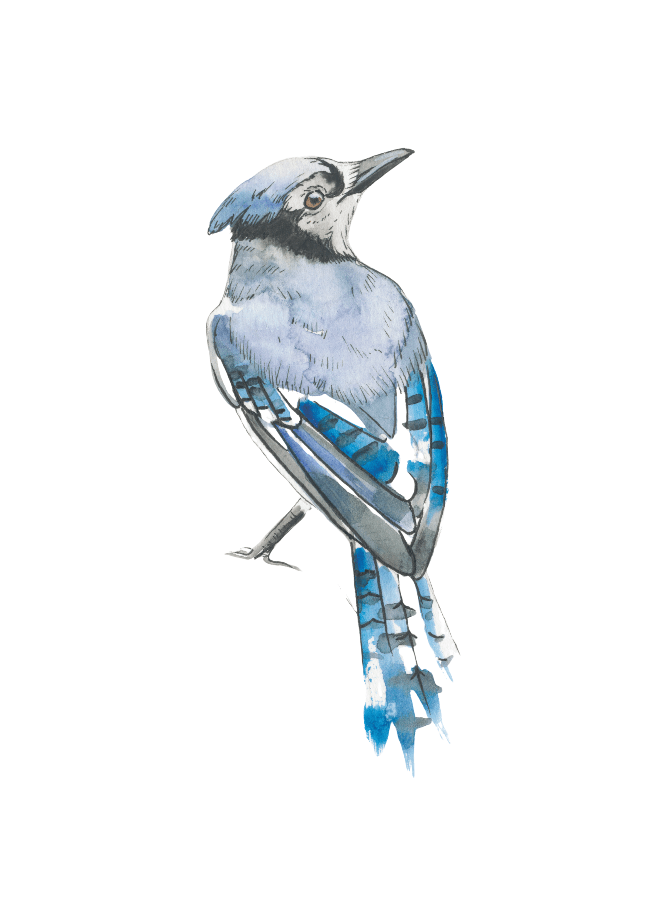Blue Jay