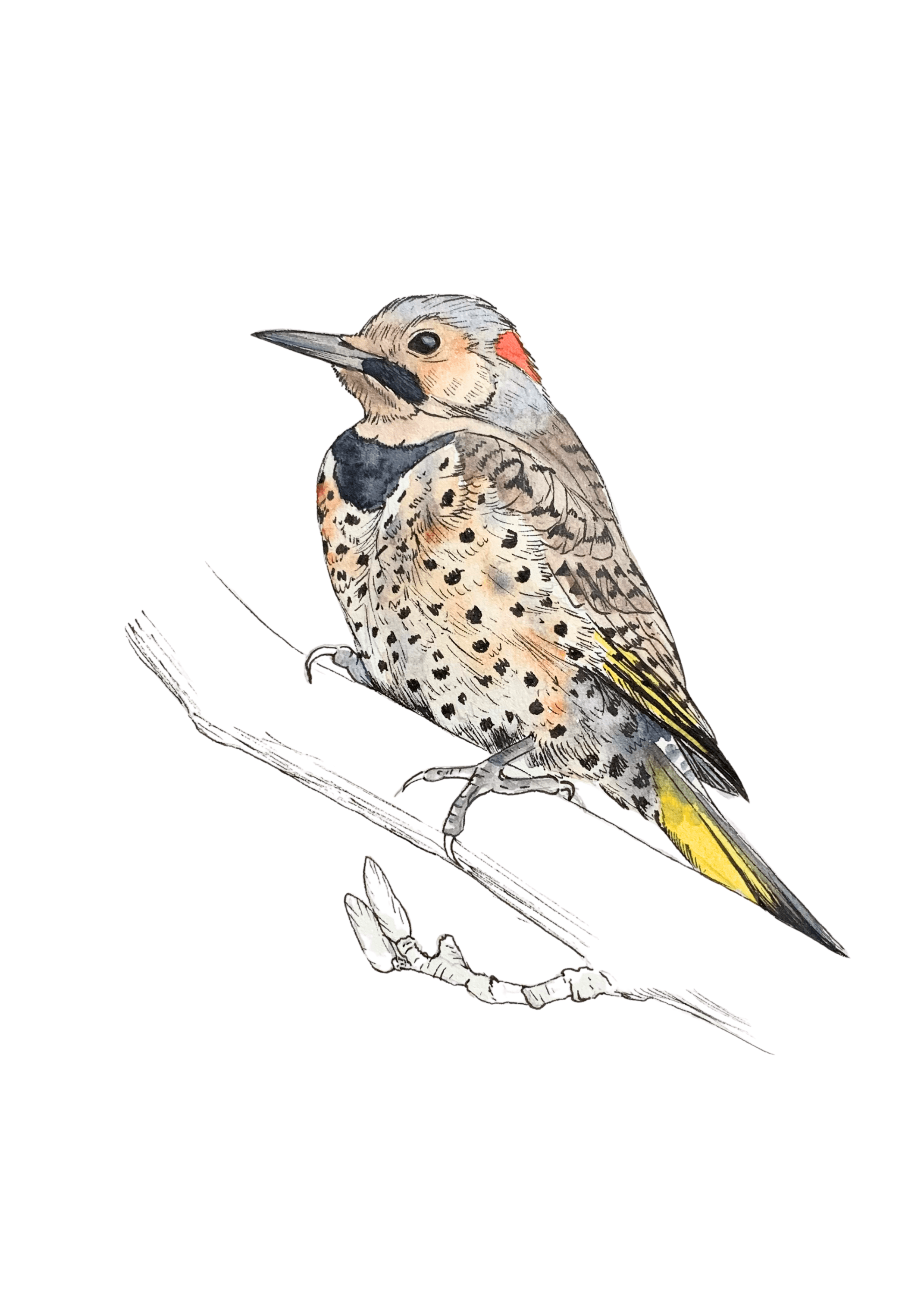 Northern Flicker
