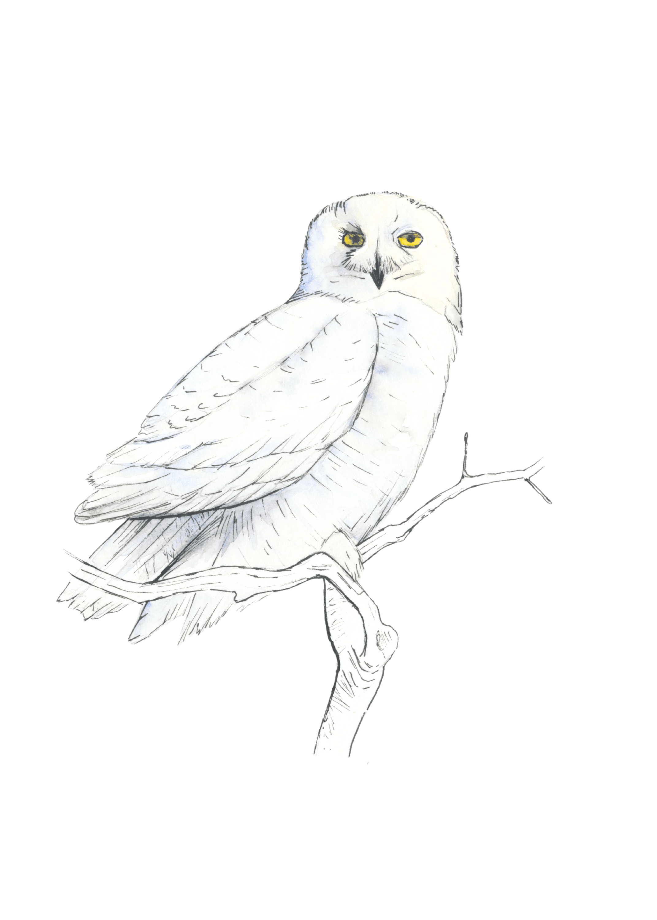 Snowy Owl