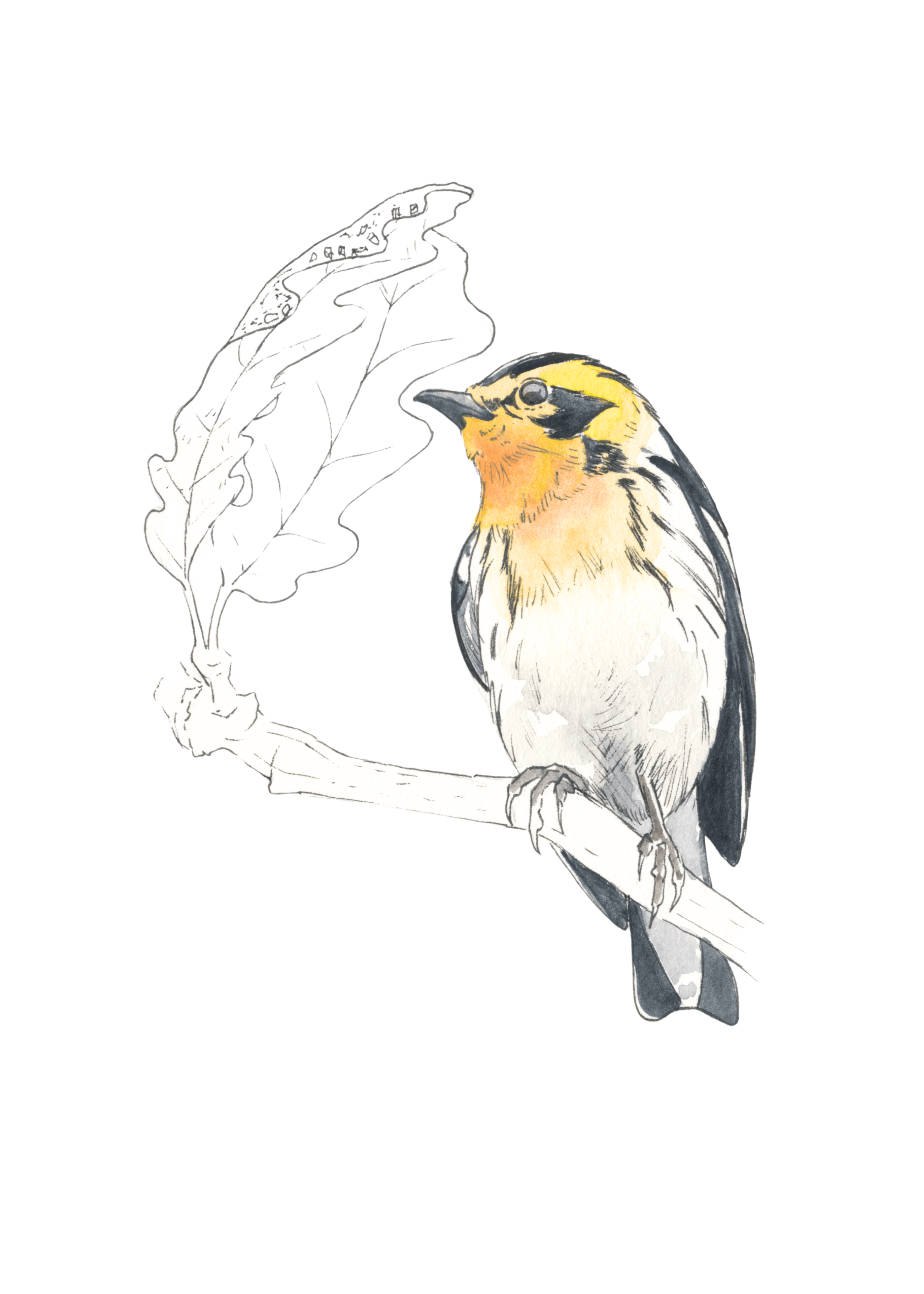 Blackburnian Warbler