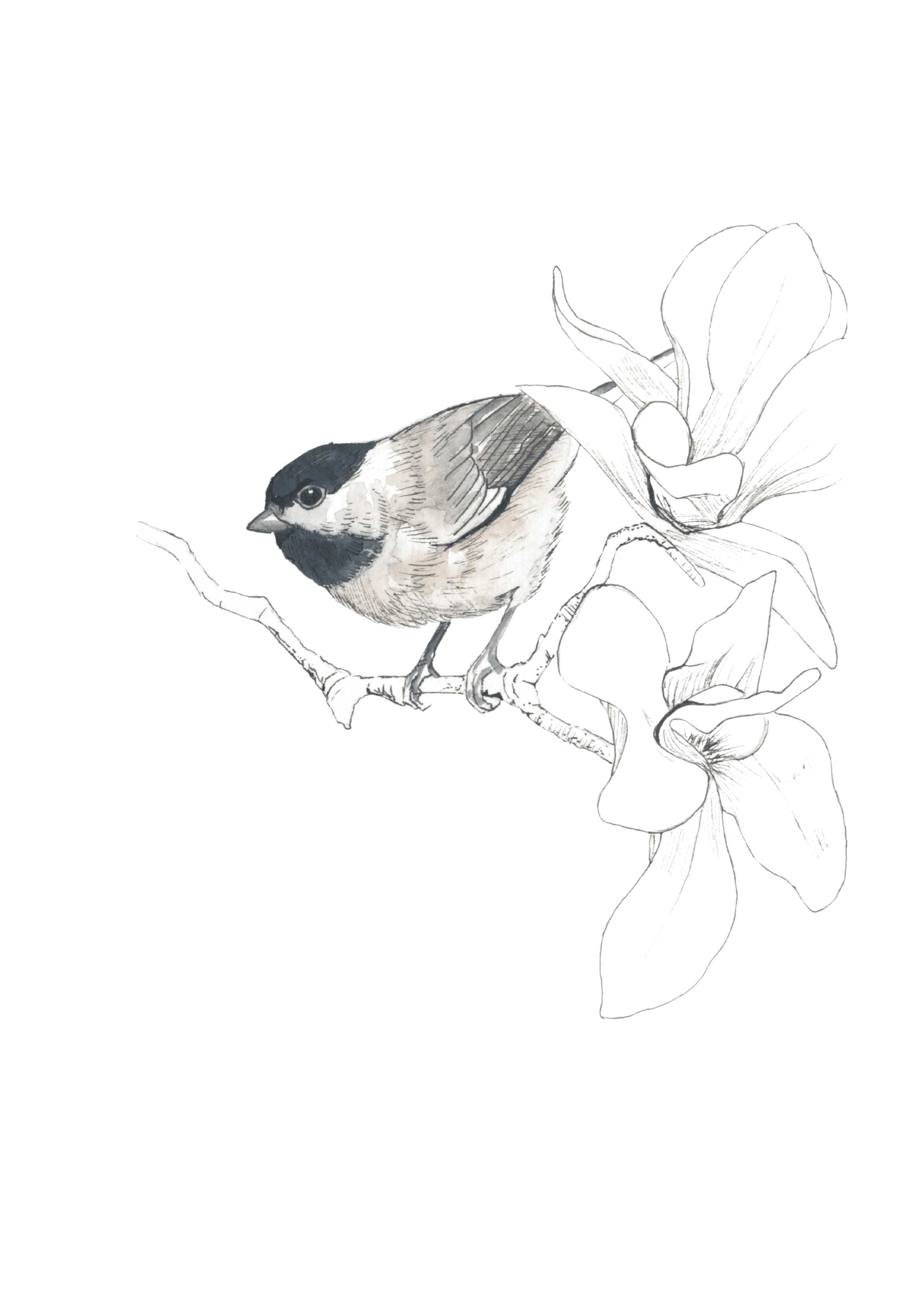 Black-Capped Chickadee