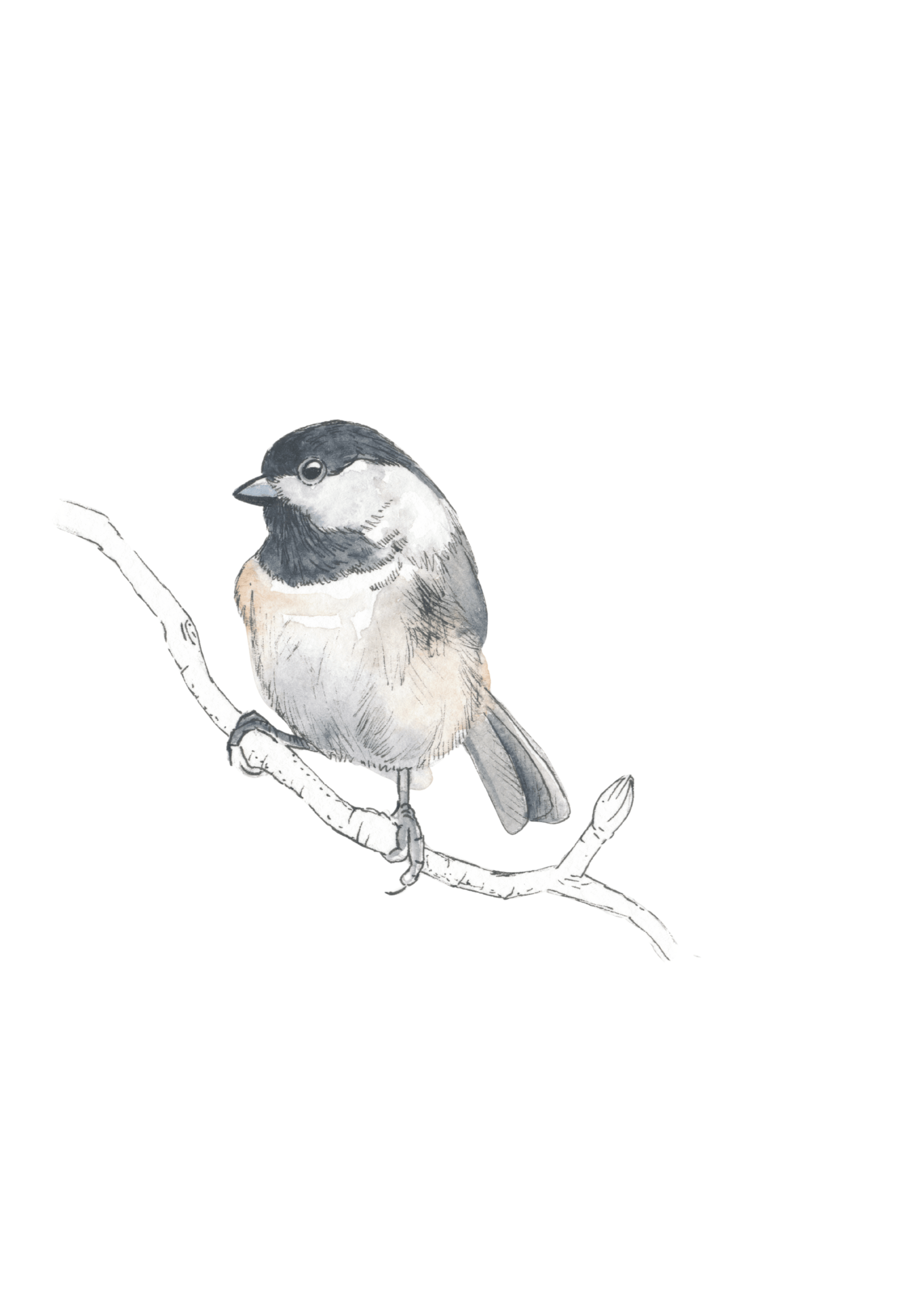 Black-Capped Chickadee