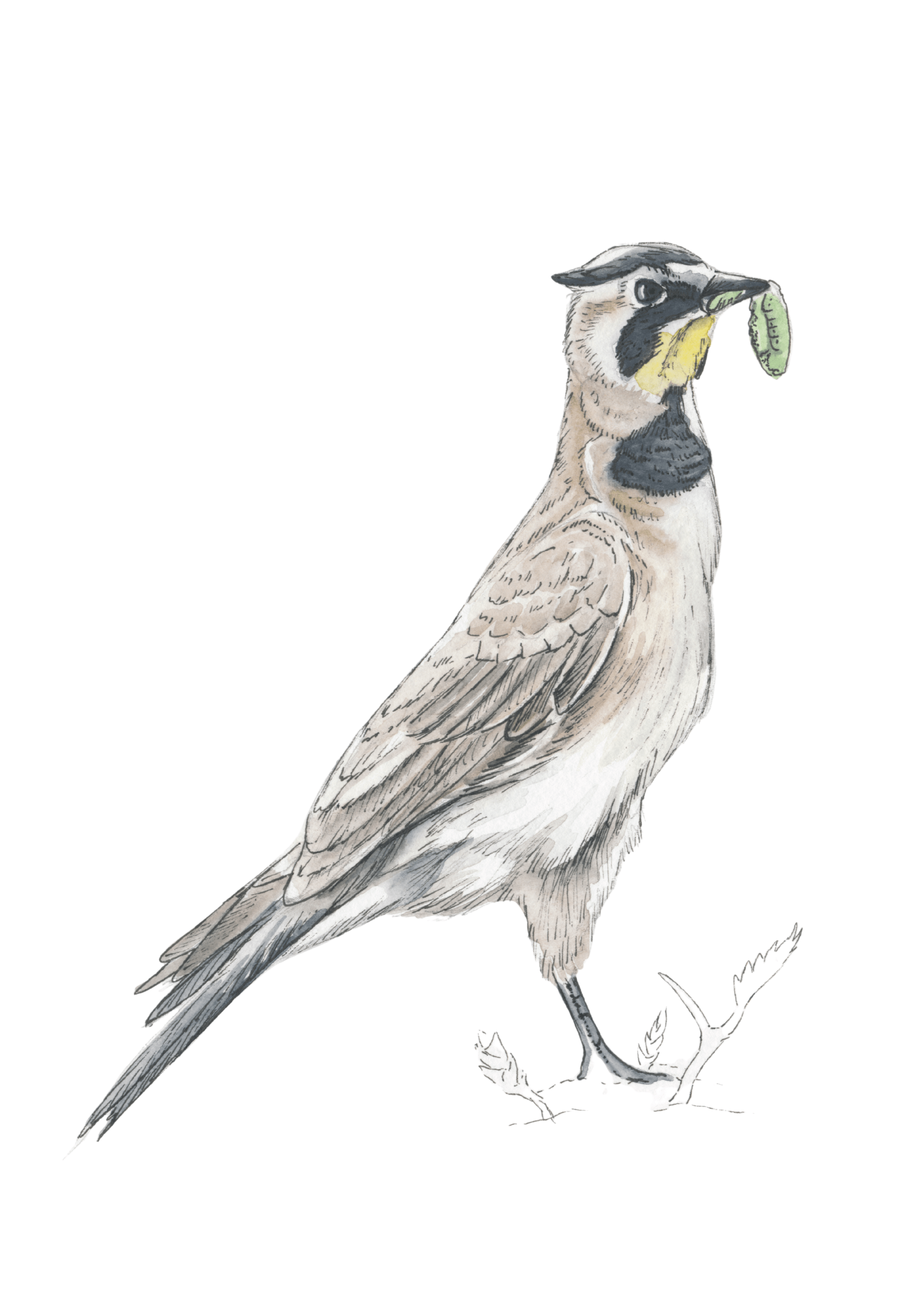Horned Lark