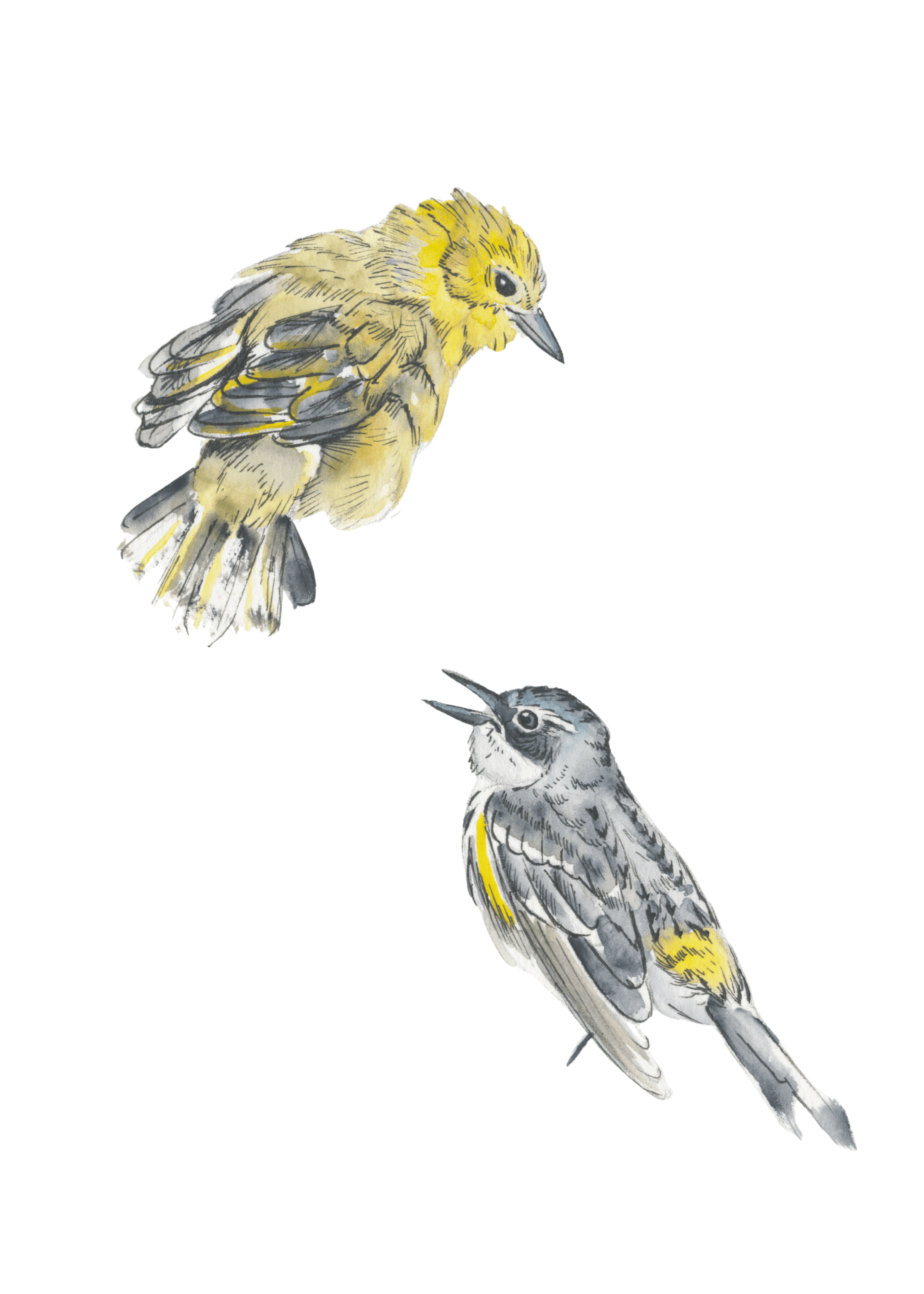 Yellow Warbler & Yellow-Rumped Warbler