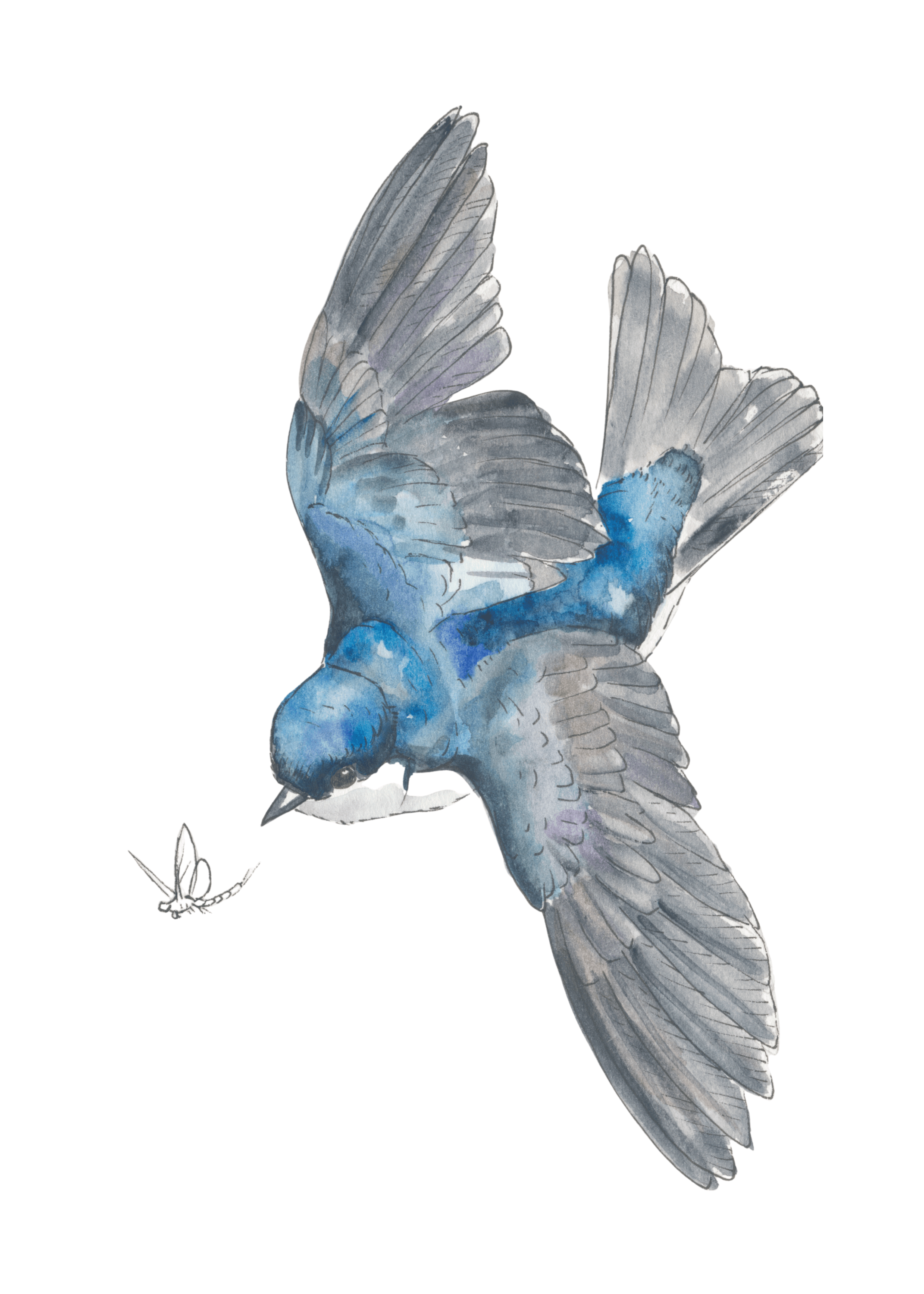 Tree Swallow