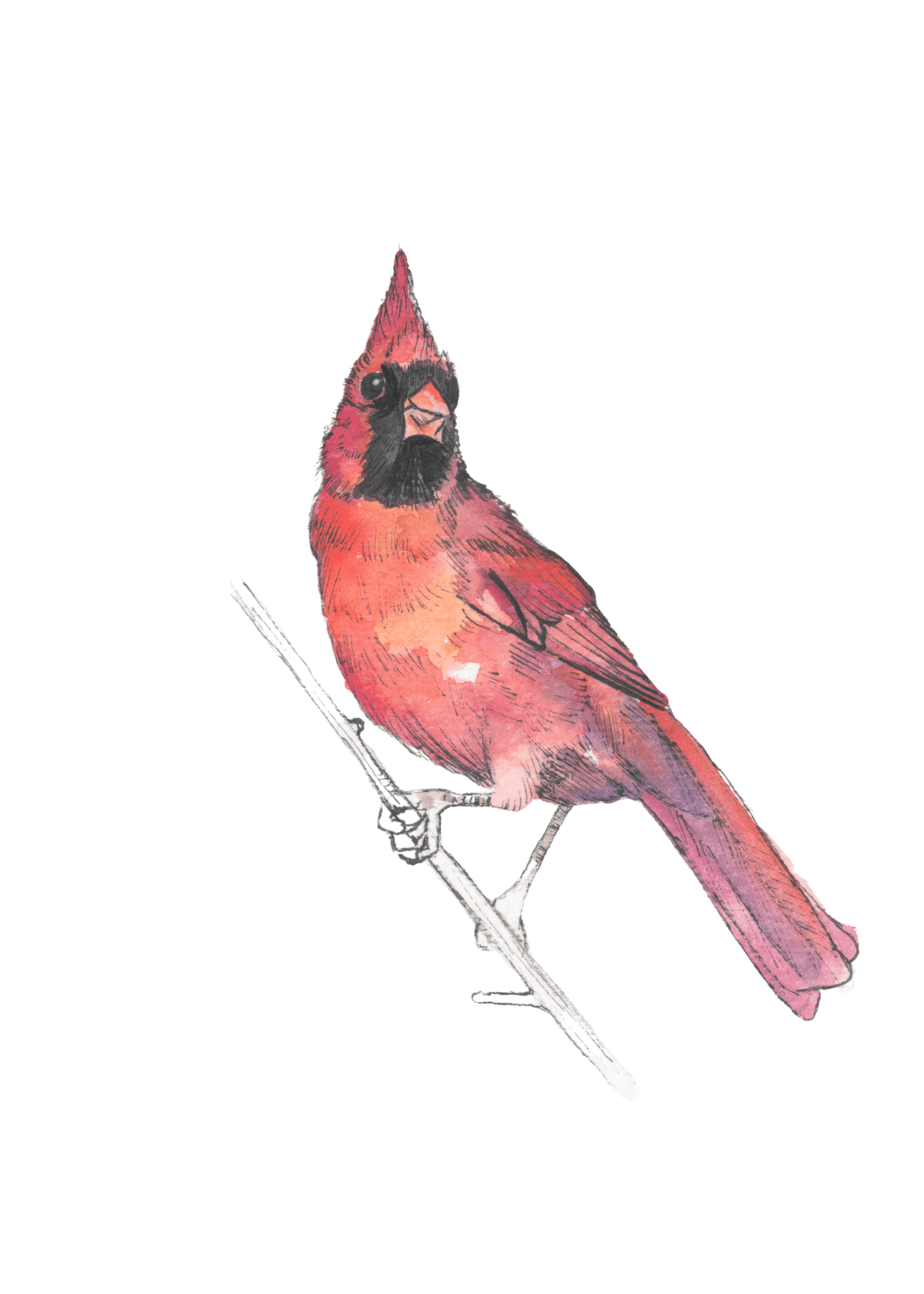 Northern Cardinal