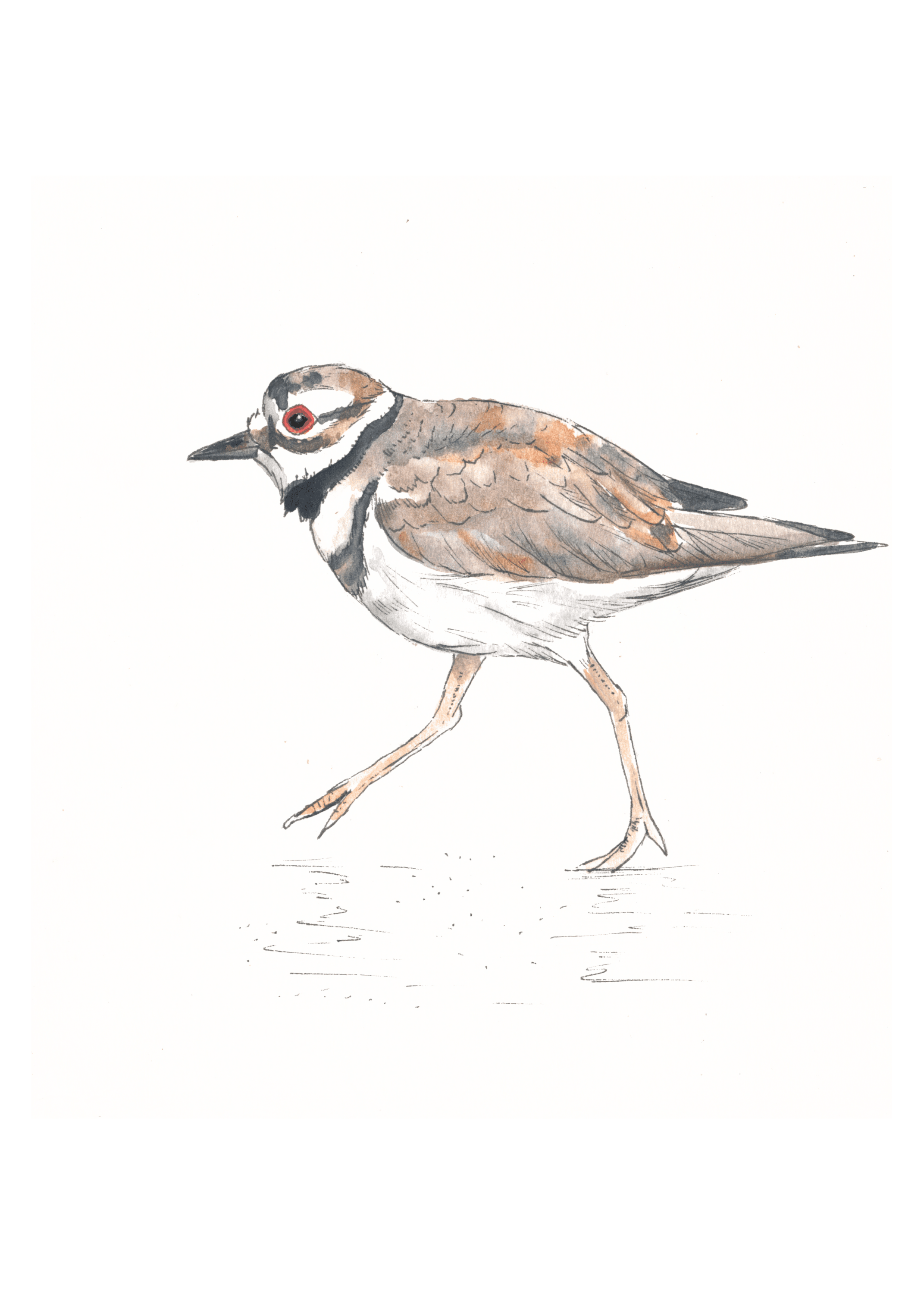Killdeer