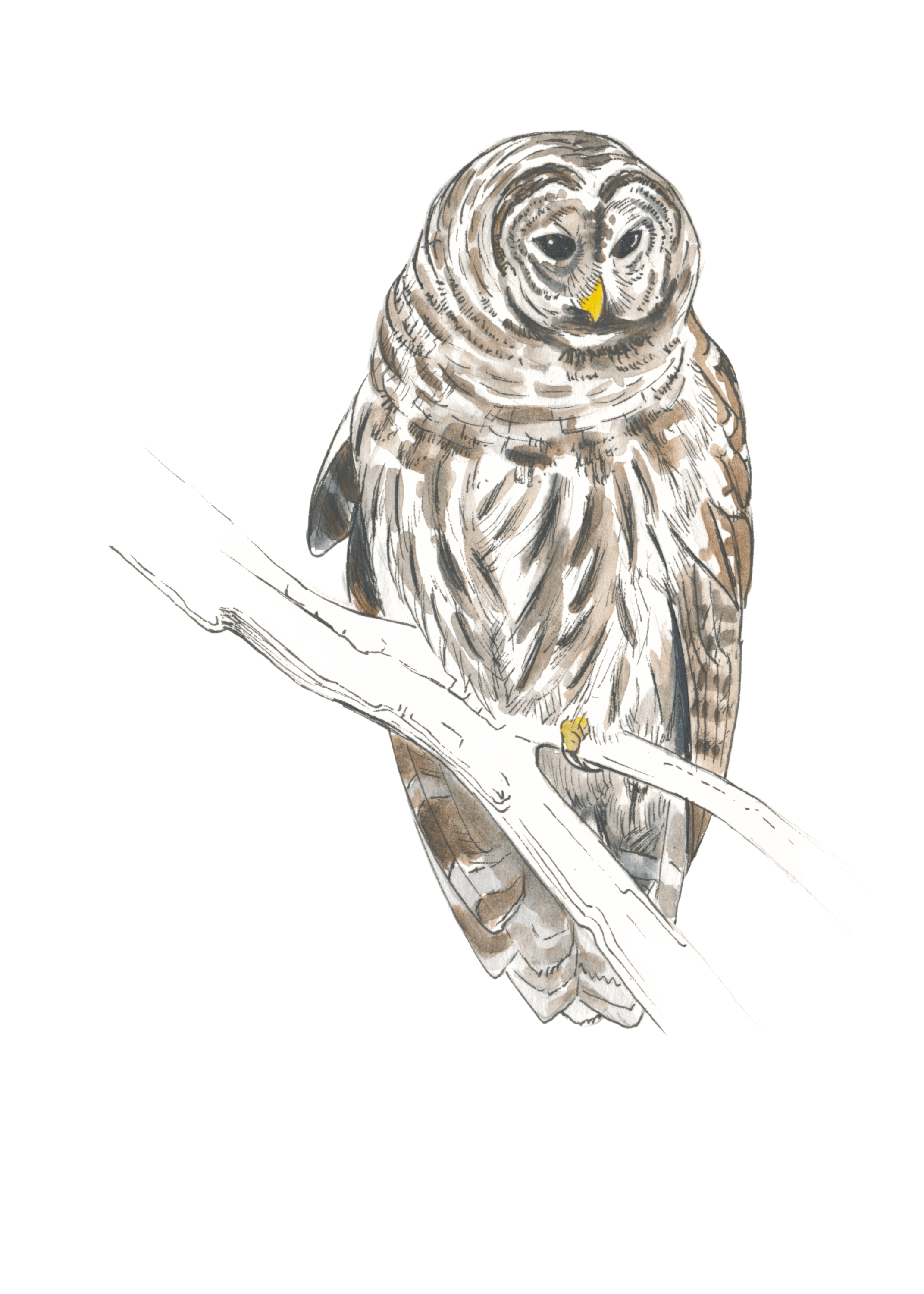 Barred Owl