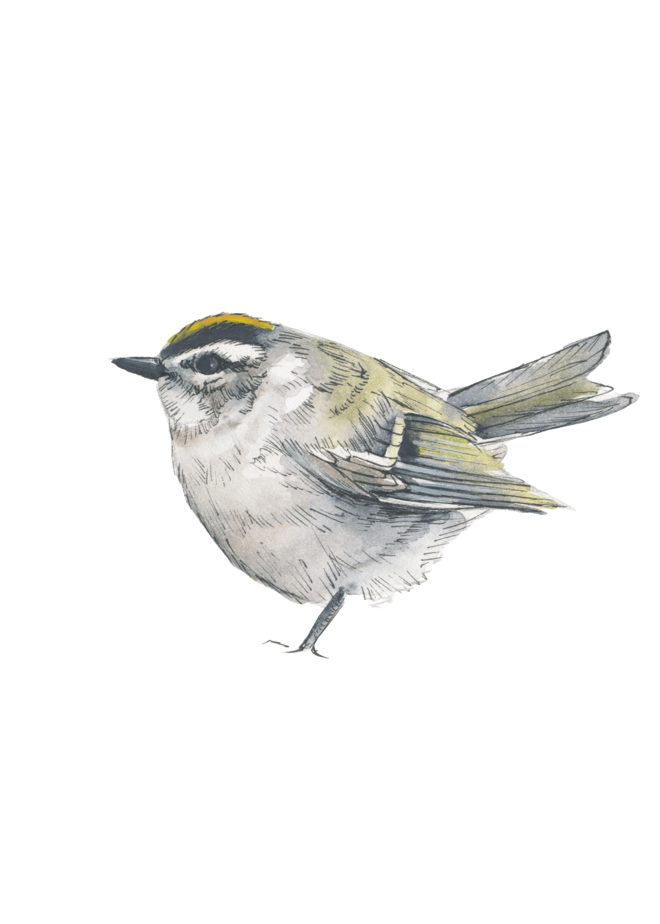 Golden-Crowned Kinglet