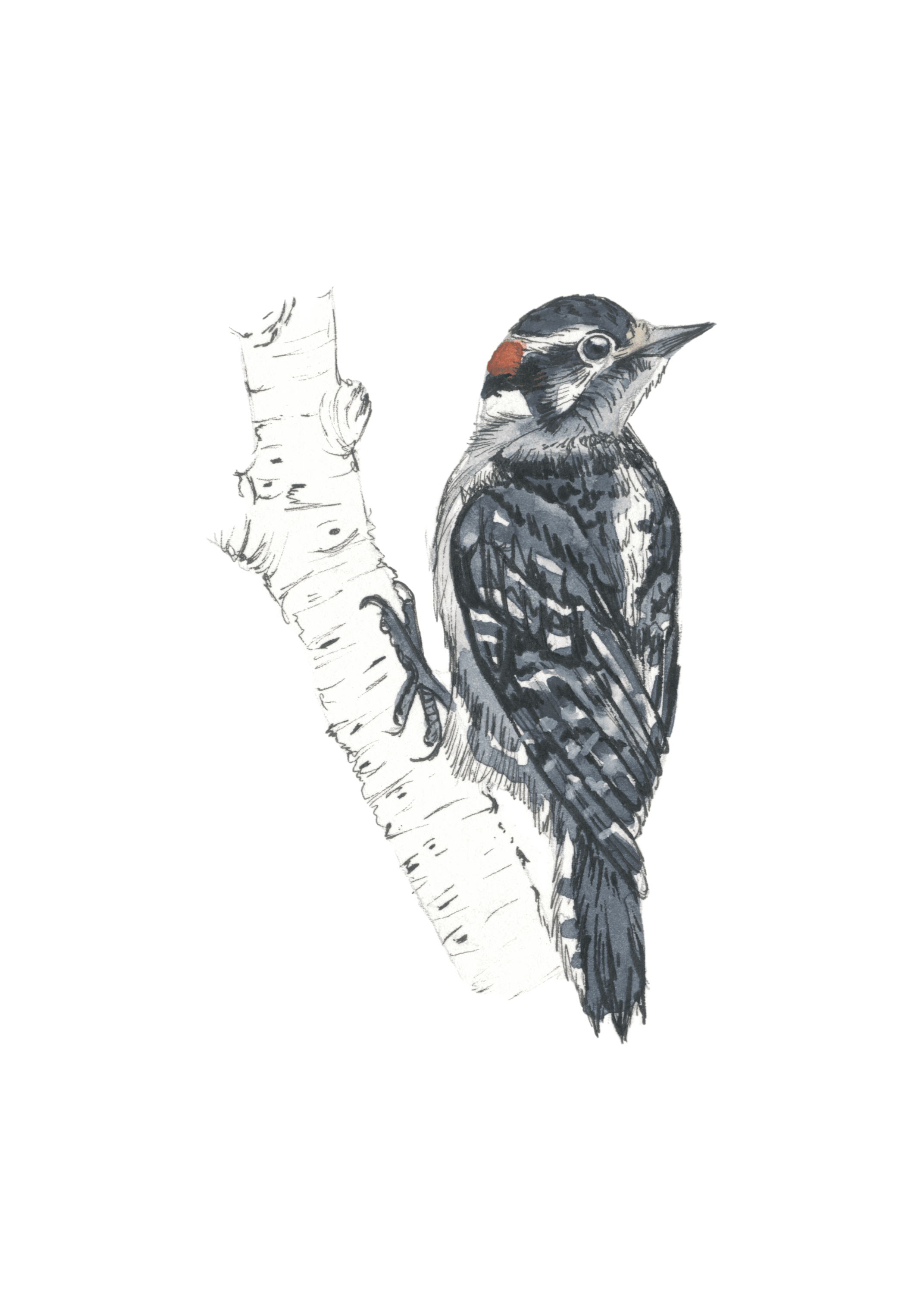 Downy Woodpecker
