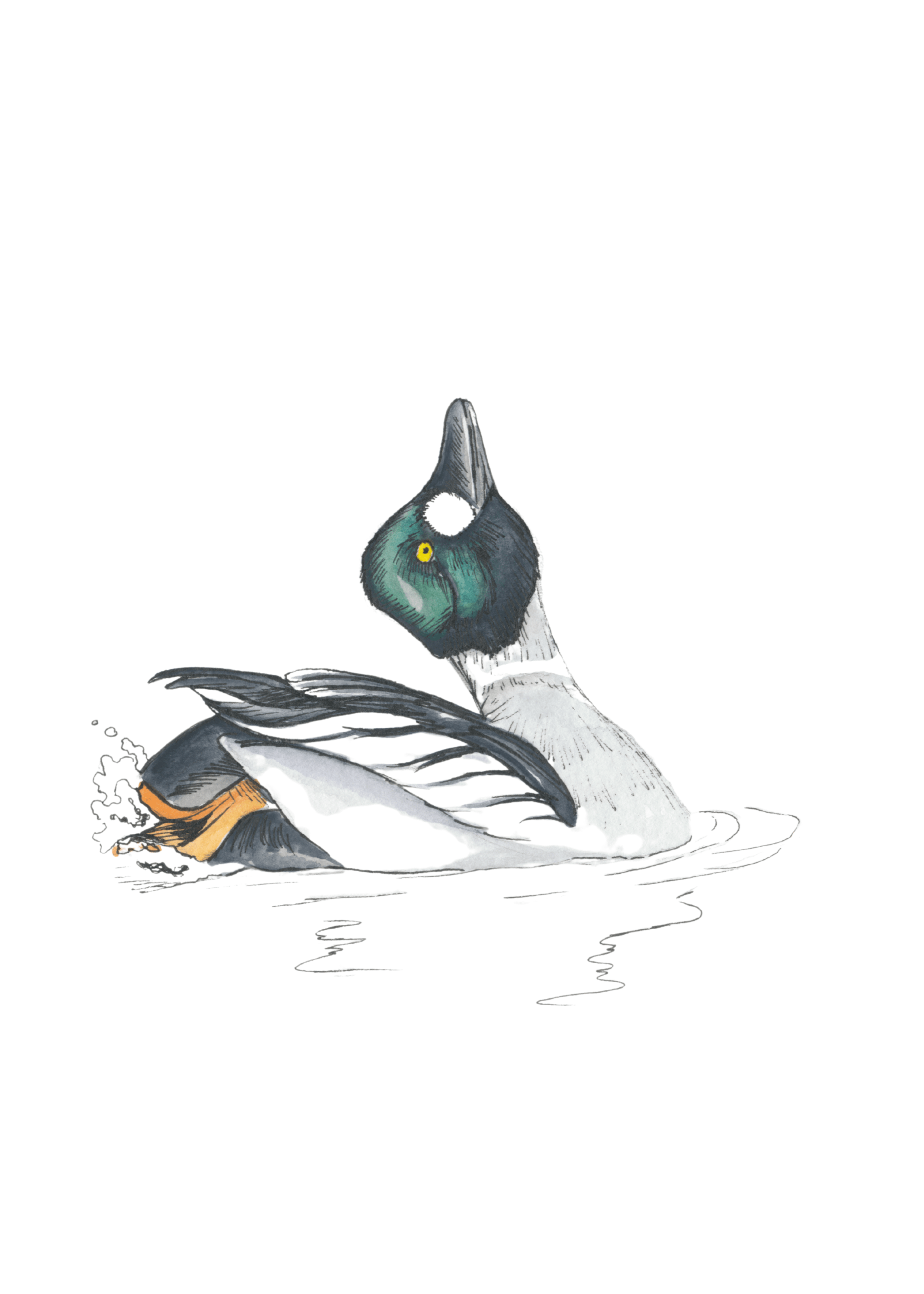 Common Goldeneye