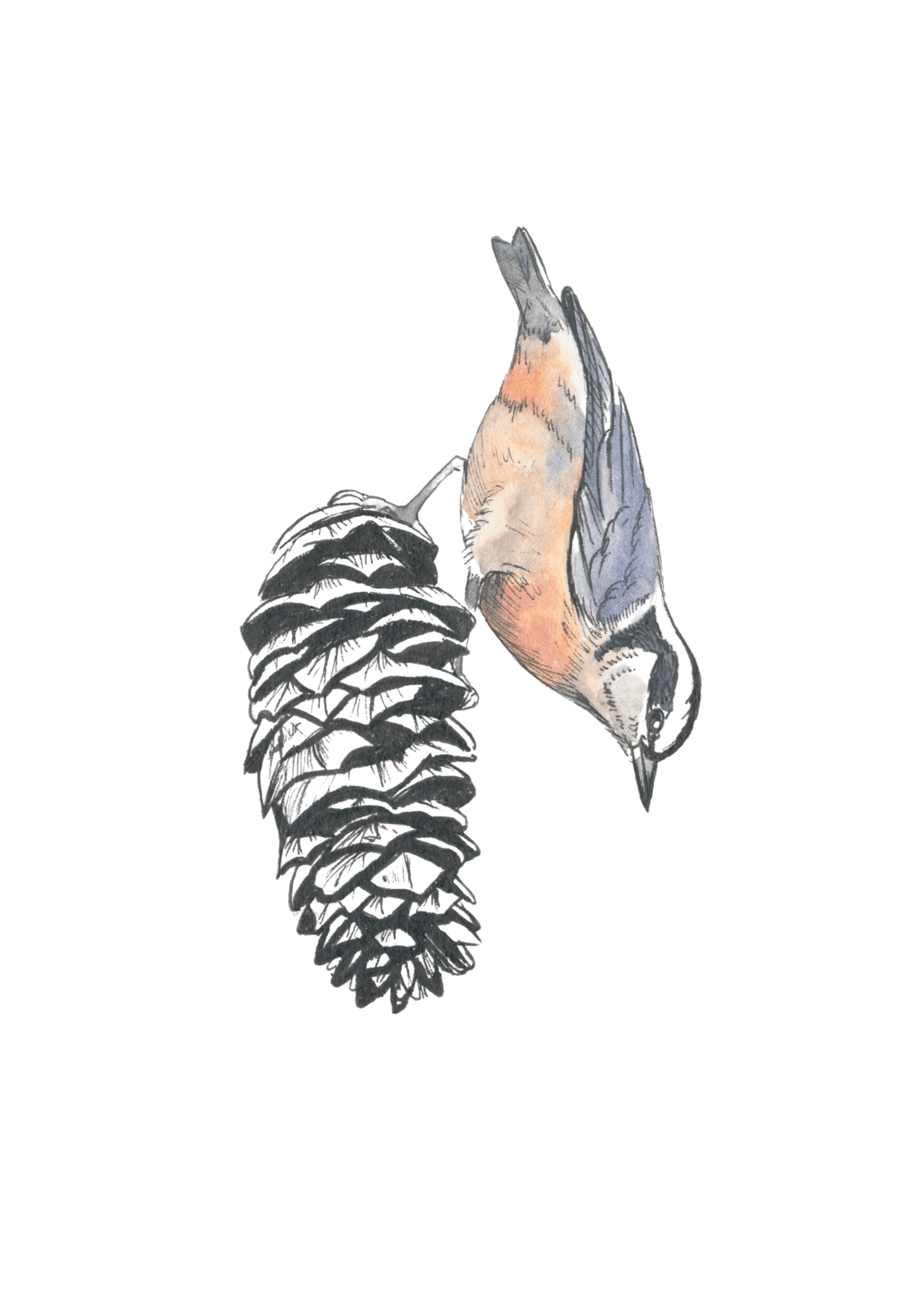 Red-Breasted Nuthatch