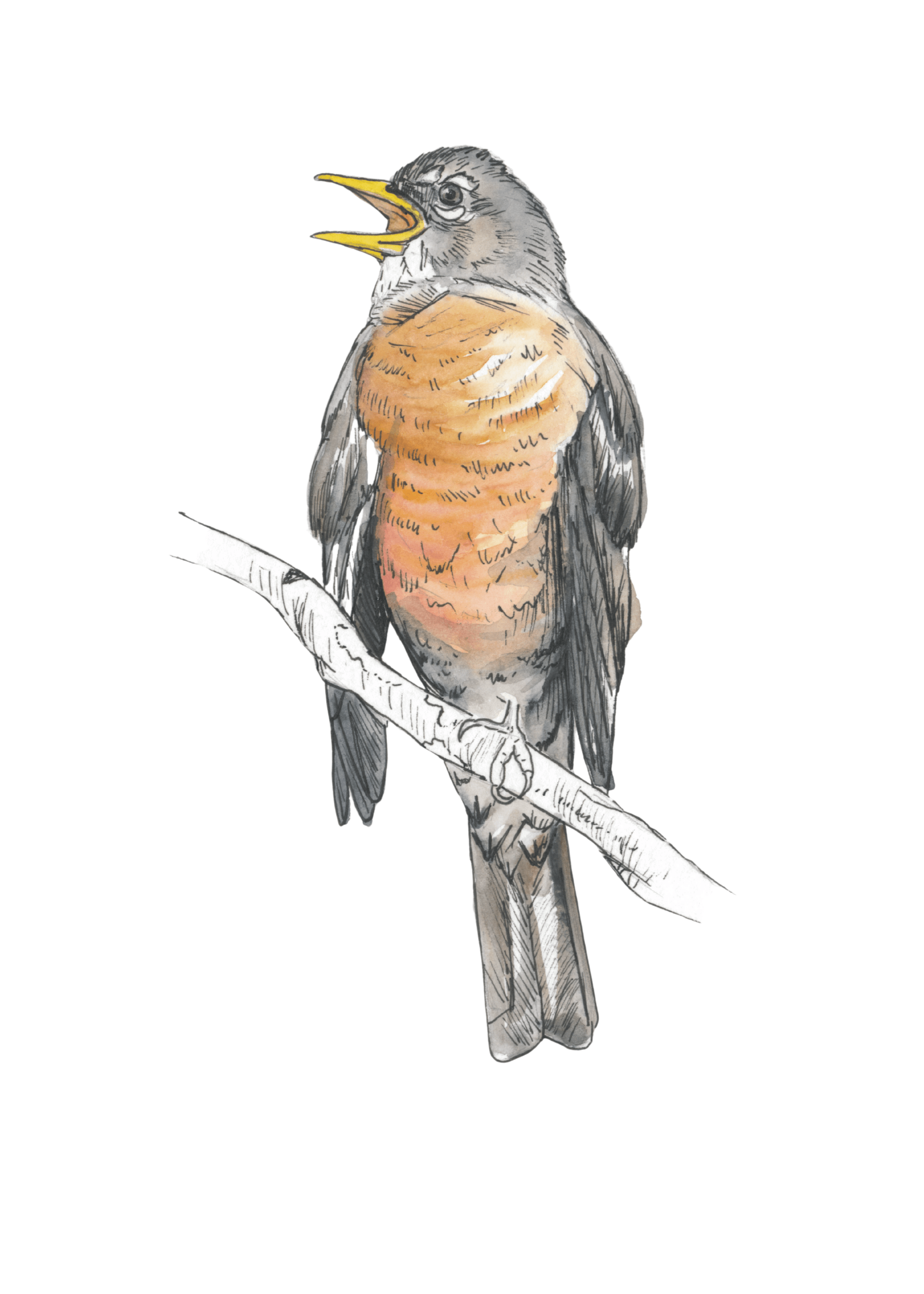 American Robin