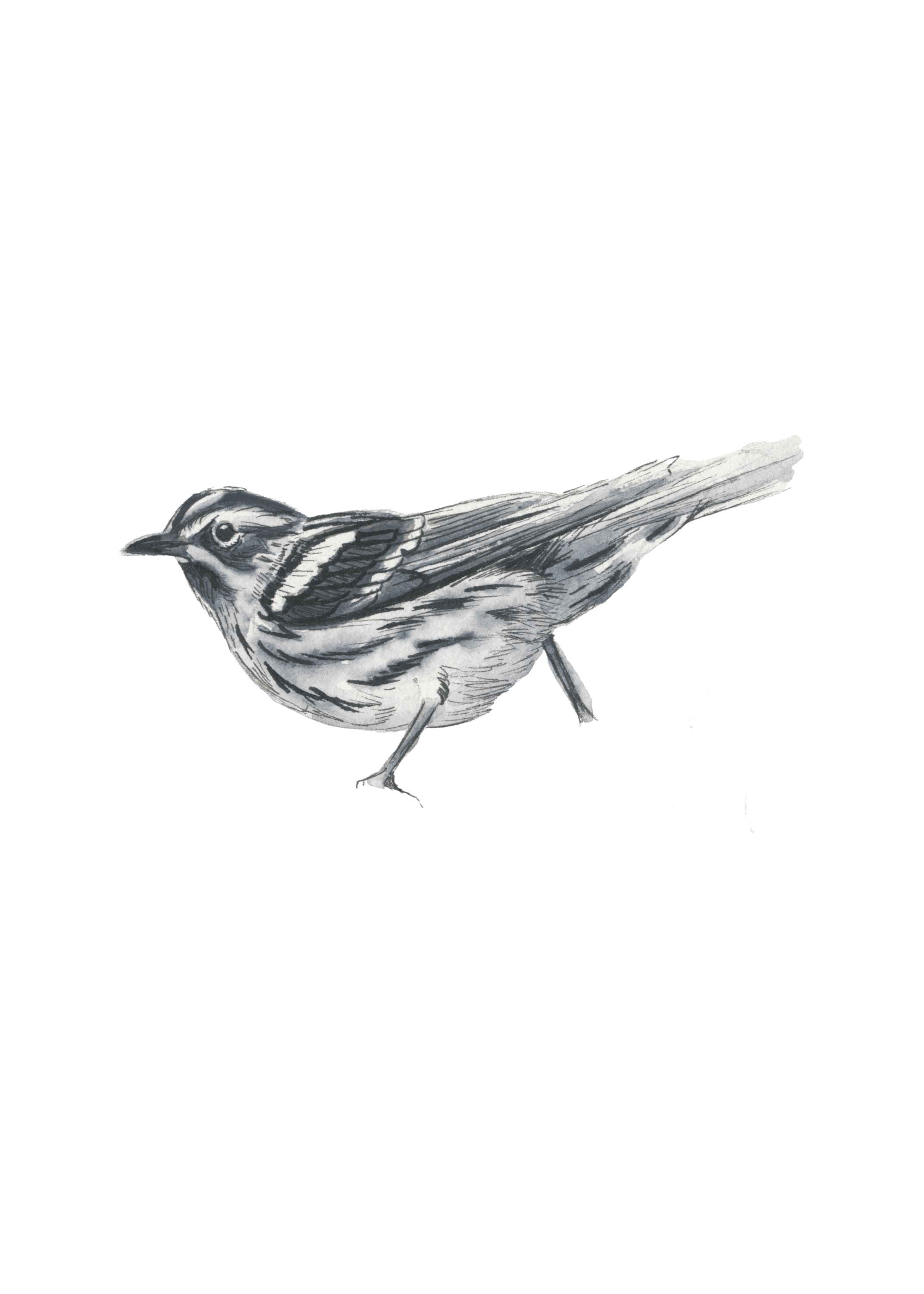 Black and White Warbler