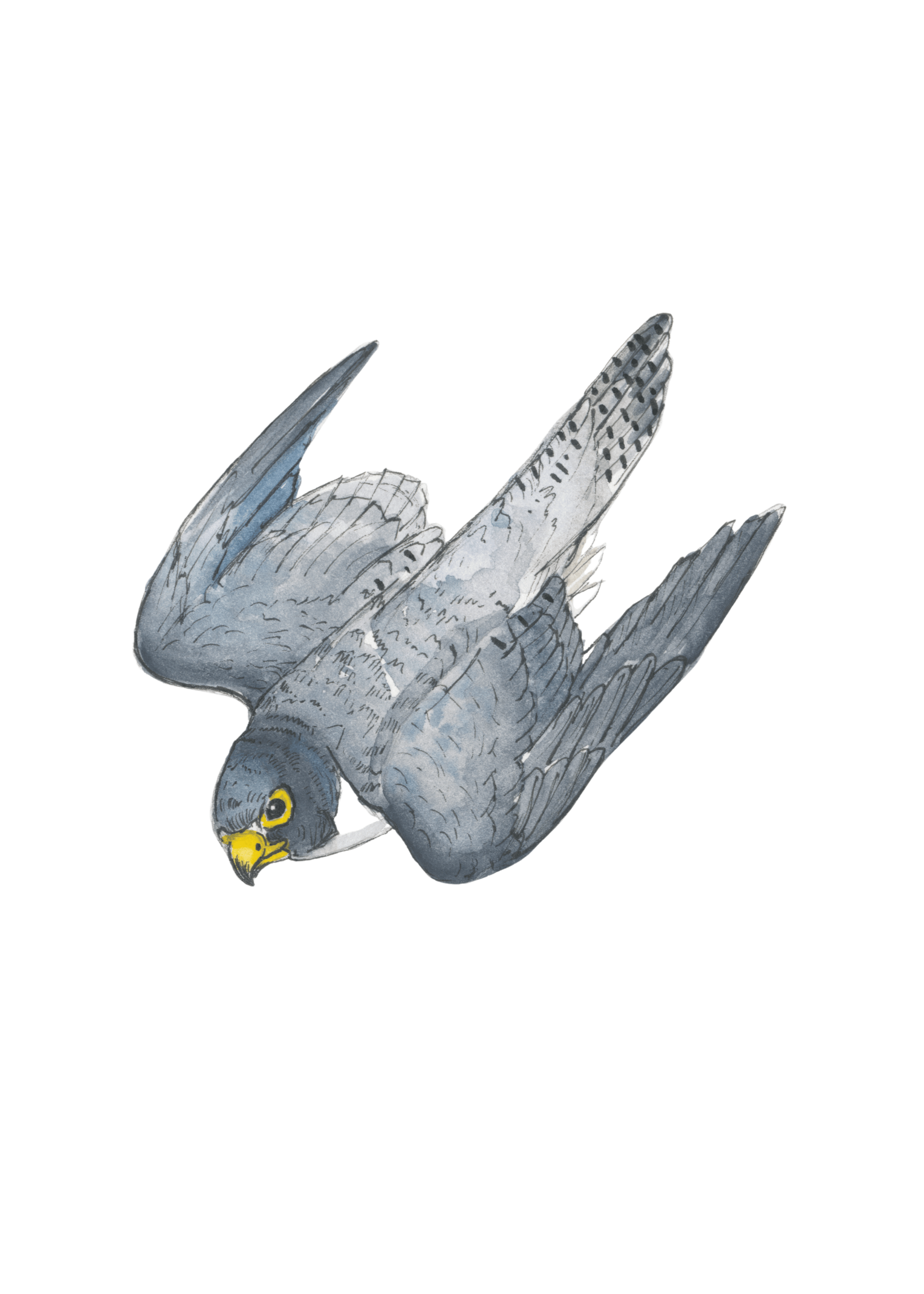 Peregrine Falcon