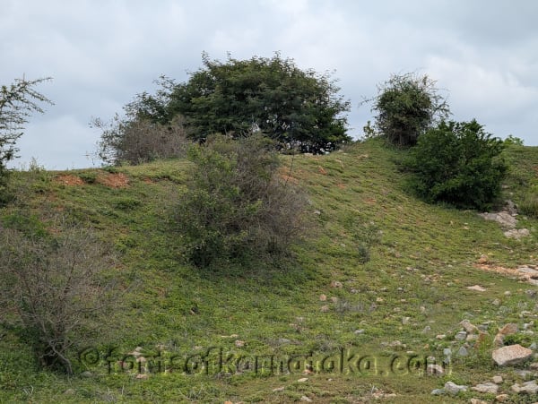 Dwarapalli / Shettyhalli