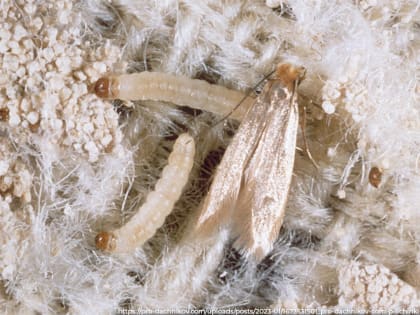 Личинки насекомых в одеяле, выданном ребенку во владимирской больнице — реальность, а не фейк