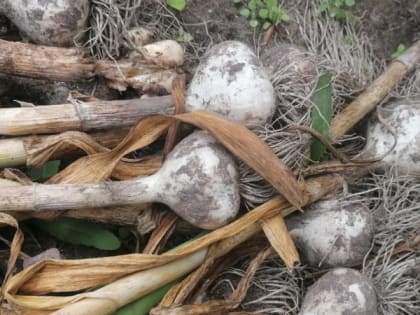 Новые инициативы по улучшению городской инфраструктуры