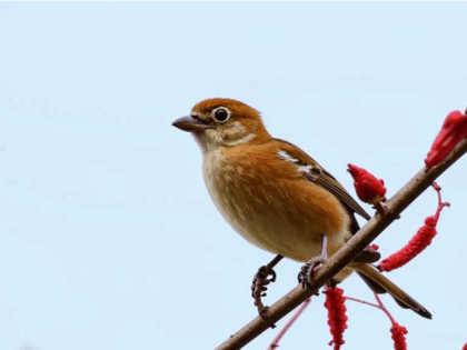 Во Владимирской области может быть побит столетний тепловой рекорд