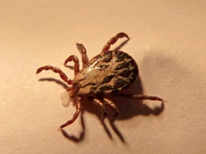 Пострадавших от клещей жителей Владимирской области становится все больше