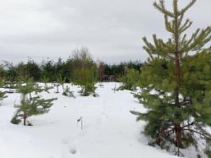 За январь 2023 года на территориях Владимирской, Костромской и Ивановской областей выявлено 266 правонарушений в сфере государственного земельного надзора