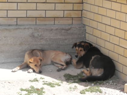 Во Владимирской области зафиксировали первые в этом году случаи бешенства животных