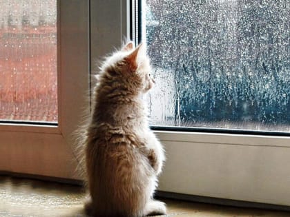 9 июля во Владимирской области резко похолодает и пройдут ливни