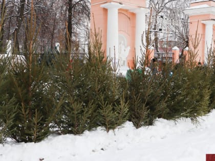 Во Владимире работают елочные базары