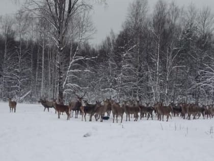 В Ковровском районе стадо оленей вышло похрумкать кормом