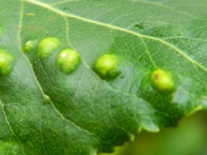 В Гороховецком районе обследовали сады на наличие горностаевой моли и грибка-паразита