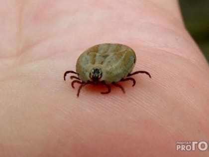 Во Владимирской области зарегистрировали 52 случая заболевания болезнью Лайма после укуса клещей