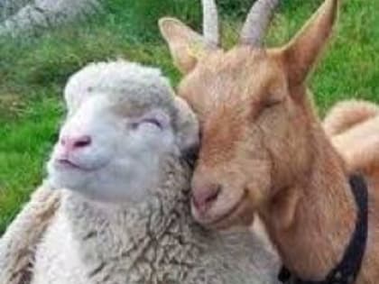 Управление Россельхознадзора сообщает информацию о борьбе и мерах профилактики оспы овец и коз  на территории Владимирской, Костромской и Ивановской областей